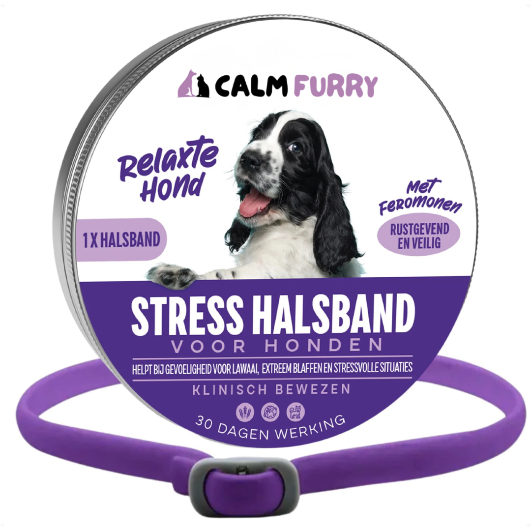 Calm Furry Hond