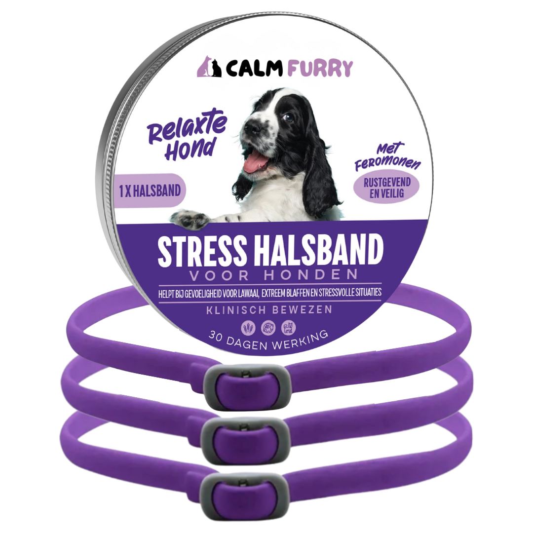 Calm Furry Hond